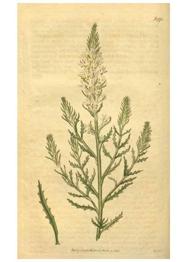 Reproducción/Reproduction 35058961131: Curtis's botanical magazine.. London ; New York [etc.] :Academic Press [etc.]