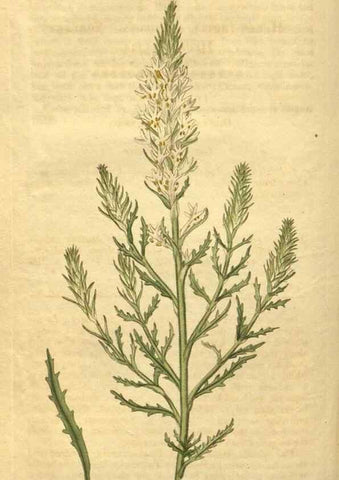 Reproducción/Reproduction 35058961131: Curtis's botanical magazine.. London ; New York [etc.] :Academic Press [etc.]