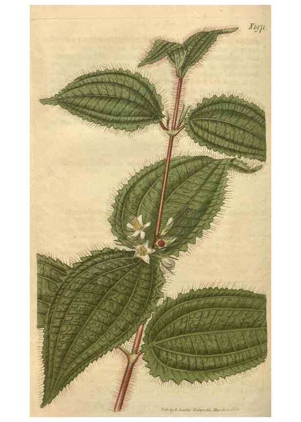 Reproducción/Reproduction 35058962881: Curtis's botanical magazine.. London ; New York [etc.] :Academic Press [etc.]