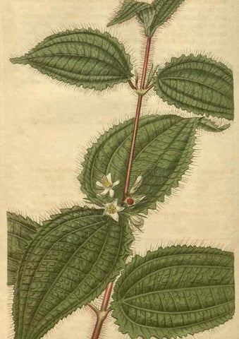 Reproducción/Reproduction 35058962881: Curtis's botanical magazine.. London ; New York [etc.] :Academic Press [etc.]