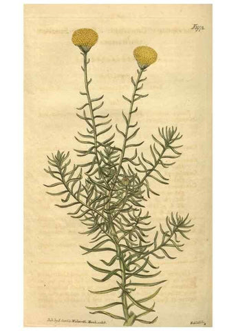 Reproducción/Reproduction 35058964741: Curtis's botanical magazine.. London ; New York [etc.] :Academic Press [etc.]