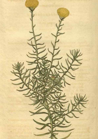 Reproducción/Reproduction 35058964741: Curtis's botanical magazine.. London ; New York [etc.] :Academic Press [etc.]