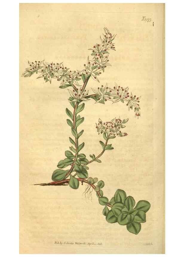 Reproducción/Reproduction 35024193672: Curtis's botanical magazine.. London ; New York [etc.] :Academic Press [etc.]