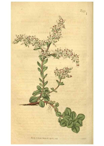 Reproducción/Reproduction 35024193672: Curtis's botanical magazine.. London ; New York [etc.] :Academic Press [etc.]