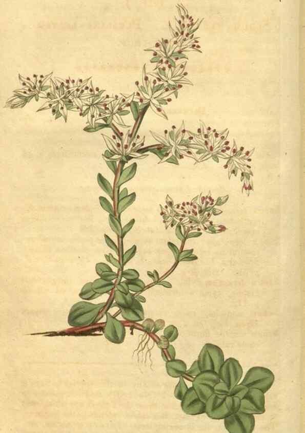 Reproducción/Reproduction 35024193672: Curtis's botanical magazine.. London ; New York [etc.] :Academic Press [etc.]