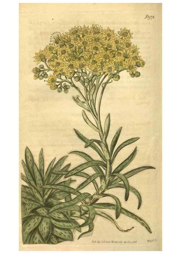Reproducción/Reproduction 35024195102: Curtis's botanical magazine.. London ; New York [etc.] :Academic Press [etc.]