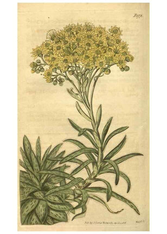 Reproducción/Reproduction 35024195102: Curtis's botanical magazine.. London ; New York [etc.] :Academic Press [etc.]