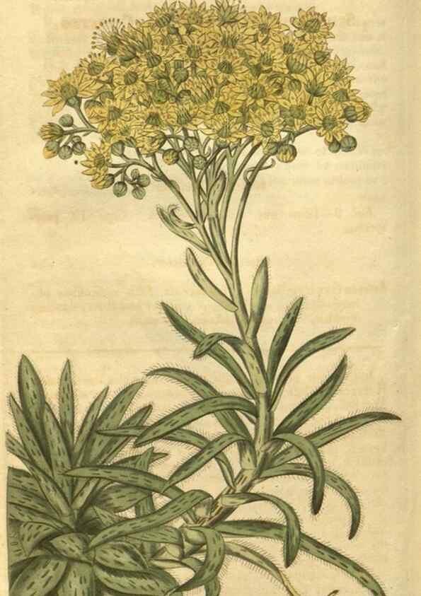 Reproducción/Reproduction 35024195102: Curtis's botanical magazine.. London ; New York [etc.] :Academic Press [etc.]