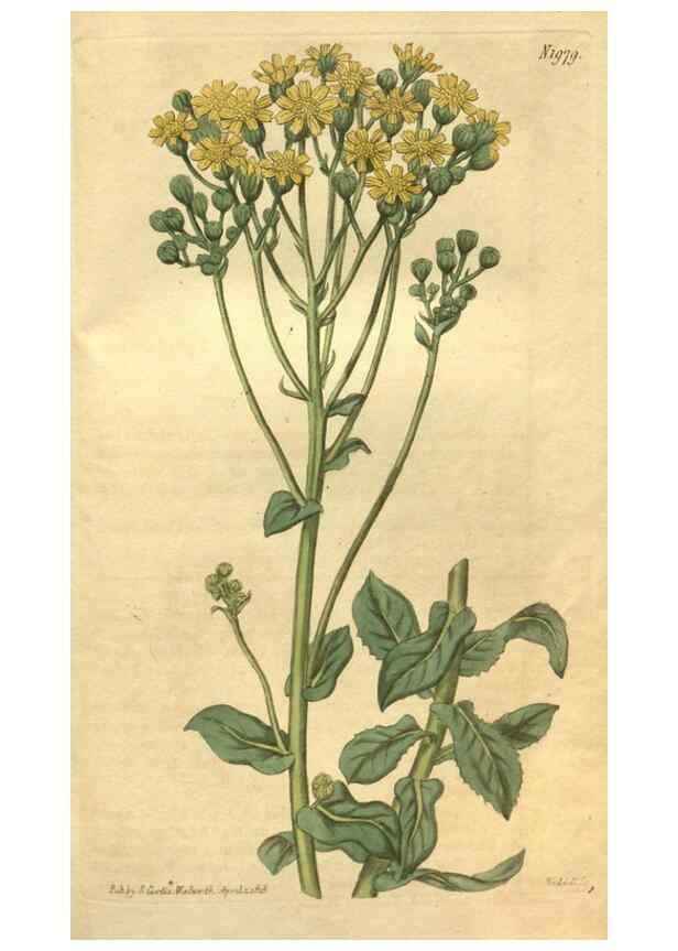 Reproducción/Reproduction 35024196422: Curtis's botanical magazine.. London ; New York [etc.] :Academic Press [etc.]