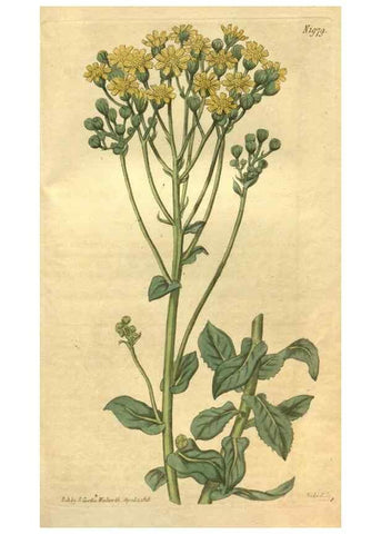 Reproducción/Reproduction 35024196422: Curtis's botanical magazine.. London ; New York [etc.] :Academic Press [etc.]