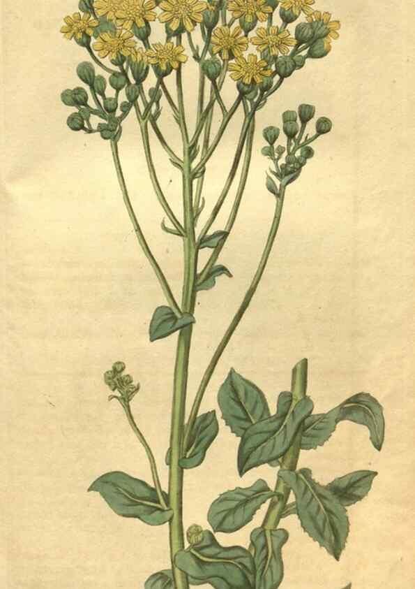 Reproducción/Reproduction 35024196422: Curtis's botanical magazine.. London ; New York [etc.] :Academic Press [etc.]
