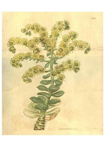 Reproducción/Reproduction 35189457815: Curtis's botanical magazine.. London ; New York [etc.] :Academic Press [etc.]