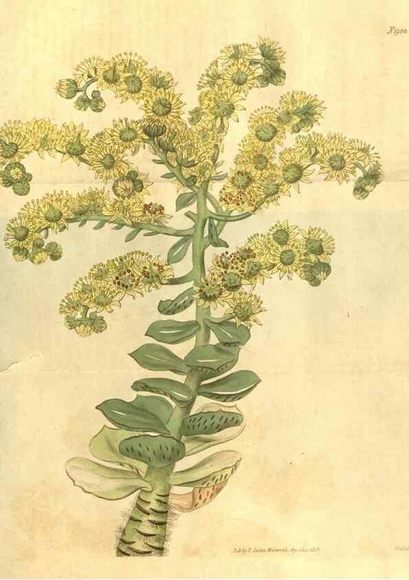 Reproducción/Reproduction 35189457815: Curtis's botanical magazine.. London ; New York [etc.] :Academic Press [etc.]