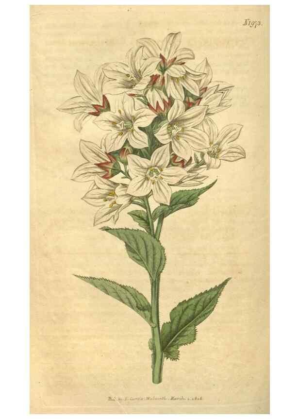 Reproducción/Reproduction 35189442435: Curtis's botanical magazine.. London ; New York [etc.] :Academic Press [etc.]