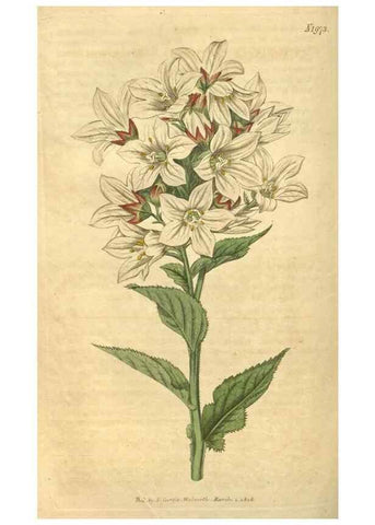 Reproducción/Reproduction 35189442435: Curtis's botanical magazine.. London ; New York [etc.] :Academic Press [etc.]