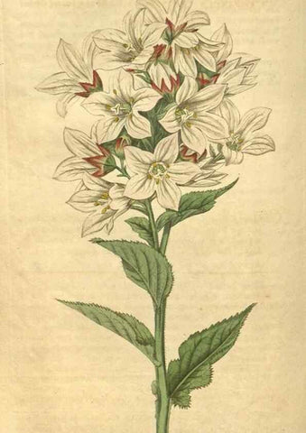 Reproducción/Reproduction 35189442435: Curtis's botanical magazine.. London ; New York [etc.] :Academic Press [etc.]