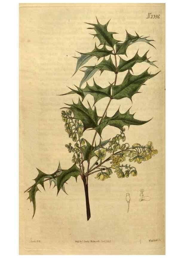 Reproducción/Reproduction 35025419522: Curtis's botanical magazine.. London ; New York [etc.] :Academic Press [etc.]