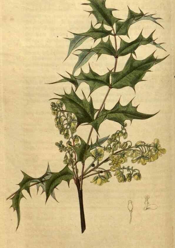Reproducción/Reproduction 35025419522: Curtis's botanical magazine.. London ; New York [etc.] :Academic Press [etc.]