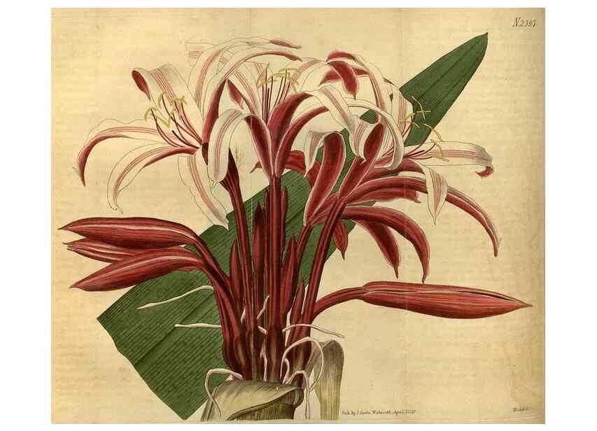 Reproducción/Reproduction 35025421382: Curtis's botanical magazine.. London ; New York [etc.] :Academic Press [etc.]