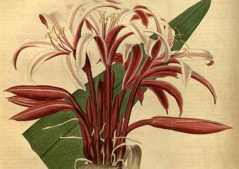 Reproducción/Reproduction 35025421382: Curtis's botanical magazine.. London ; New York [etc.] :Academic Press [etc.]