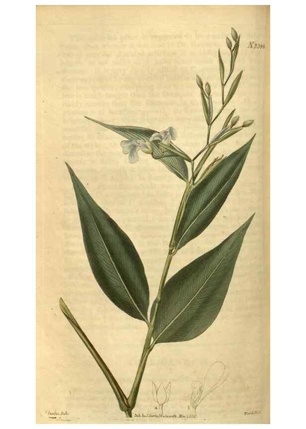 Reproducción/Reproduction 35190719065: Curtis's botanical magazine.. London ; New York [etc.] :Academic Press [etc.]