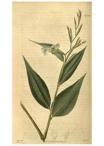 Reproducción/Reproduction 35190719065: Curtis's botanical magazine.. London ; New York [etc.] :Academic Press [etc.]