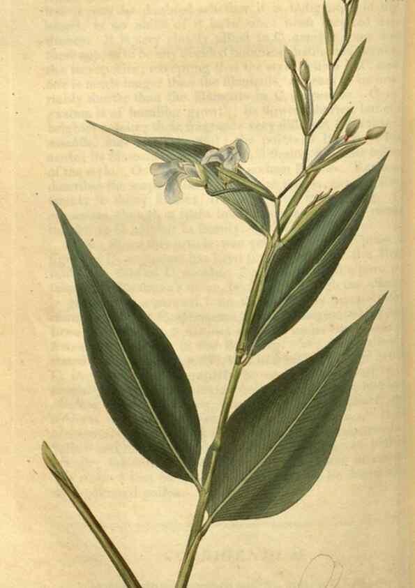 Reproducción/Reproduction 35190719065: Curtis's botanical magazine.. London ; New York [etc.] :Academic Press [etc.]