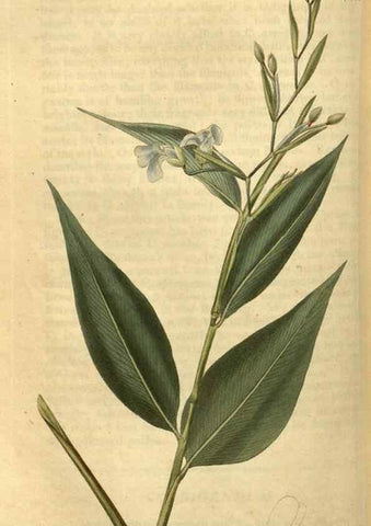 Reproducción/Reproduction 35190719065: Curtis's botanical magazine.. London ; New York [etc.] :Academic Press [etc.]