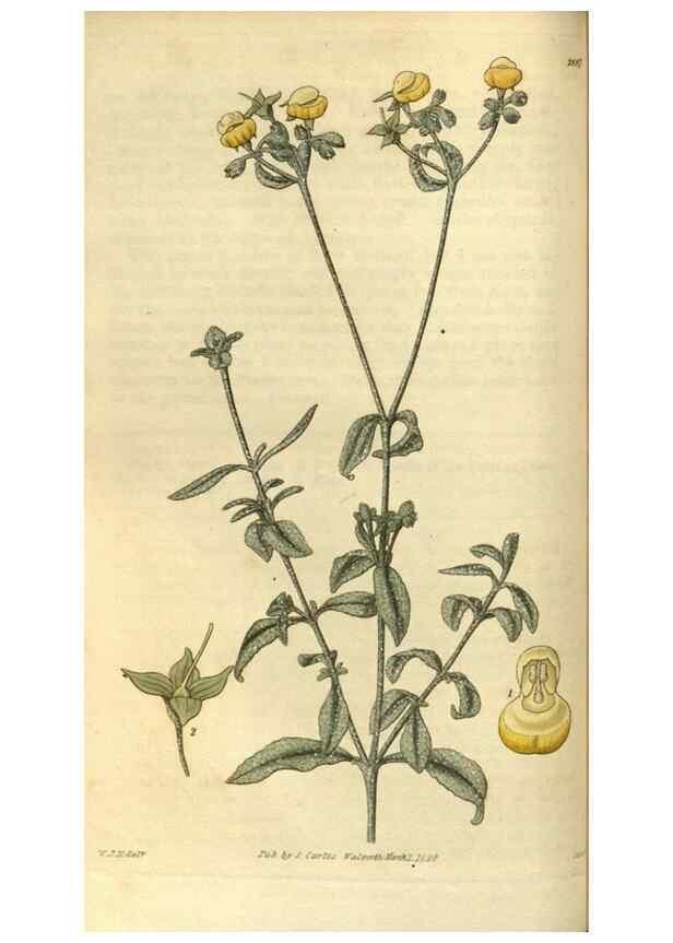 Reproducción/Reproduction 34439346613: Curtis's botanical magazine.. London ; New York [etc.] :Academic Press [etc.]