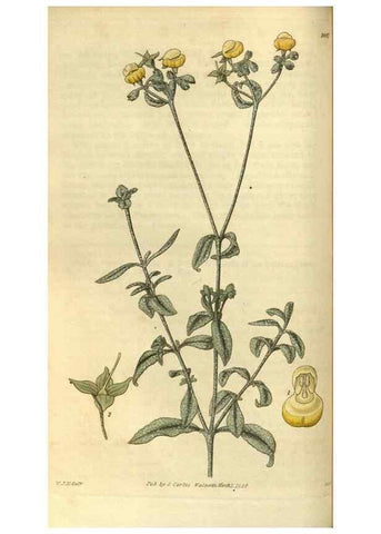 Reproducción/Reproduction 34439346613: Curtis's botanical magazine.. London ; New York [etc.] :Academic Press [etc.]
