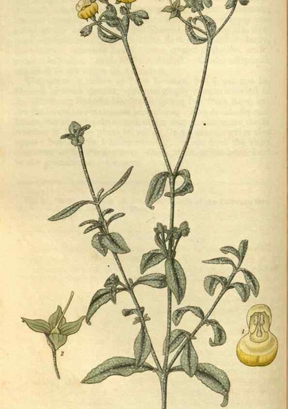 Reproducción/Reproduction 34439346613: Curtis's botanical magazine.. London ; New York [etc.] :Academic Press [etc.]