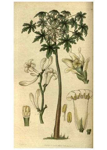 Reproducción/Reproduction 35248337665: Curtis's botanical magazine.. London ; New York [etc.] :Academic Press [etc.]