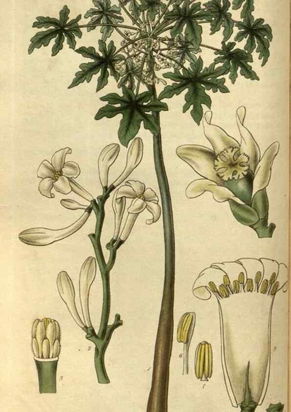 Reproducción/Reproduction 35248337665: Curtis's botanical magazine.. London ; New York [etc.] :Academic Press [etc.]