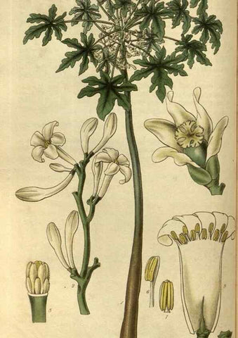 Reproducción/Reproduction 35248337665: Curtis's botanical magazine.. London ; New York [etc.] :Academic Press [etc.]