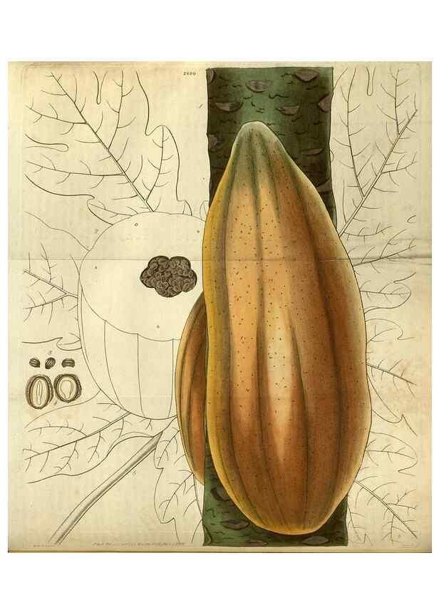 Reproducción/Reproduction 35208429286: Curtis's botanical magazine.. London ; New York [etc.] :Academic Press [etc.]