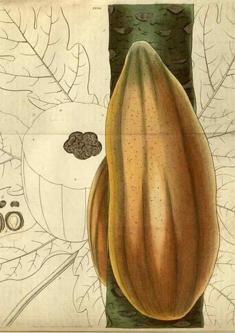Reproducción/Reproduction 35208429286: Curtis's botanical magazine.. London ; New York [etc.] :Academic Press [etc.]