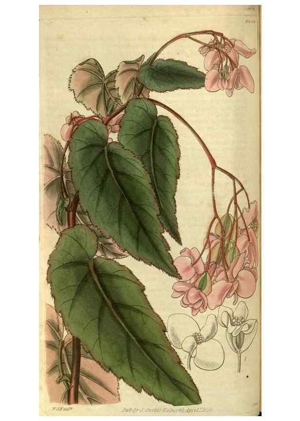 Reproducción/Reproduction 35118716301: Curtis's botanical magazine.. London ; New York [etc.] :Academic Press [etc.]