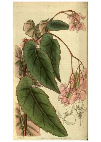 Reproducción/Reproduction 35118716301: Curtis's botanical magazine.. London ; New York [etc.] :Academic Press [etc.]