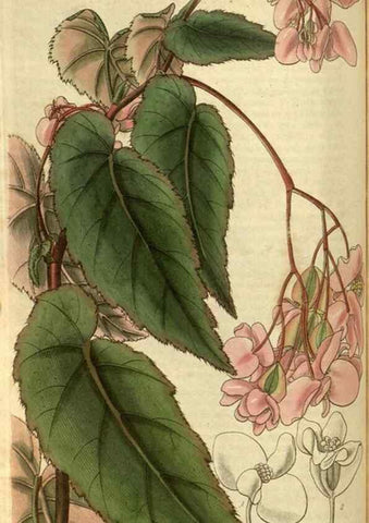 Reproducción/Reproduction 35118716301: Curtis's botanical magazine.. London ; New York [etc.] :Academic Press [etc.]