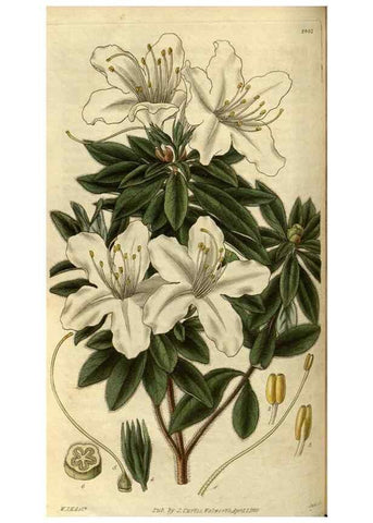 Reproducción/Reproduction 35248349645: Curtis's botanical magazine.. London ; New York [etc.] :Academic Press [etc.]