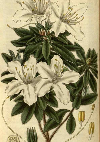 Reproducción/Reproduction 35248349645: Curtis's botanical magazine.. London ; New York [etc.] :Academic Press [etc.]