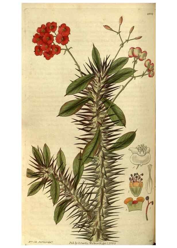 Reproducción/Reproduction 35248354845: Curtis's botanical magazine.. London ; New York [etc.] :Academic Press [etc.]