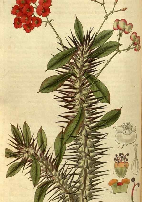 Reproducción/Reproduction 35248354845: Curtis's botanical magazine.. London ; New York [etc.] :Academic Press [etc.]