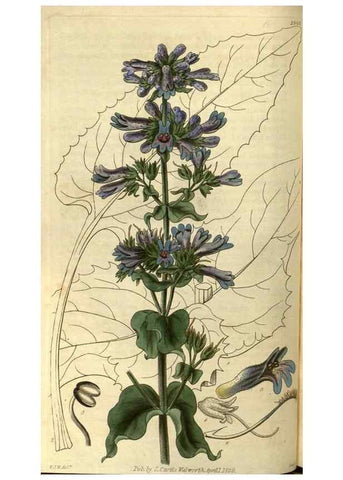 Reproducción/Reproduction 35248358425: Curtis's botanical magazine.. London ; New York [etc.] :Academic Press [etc.]