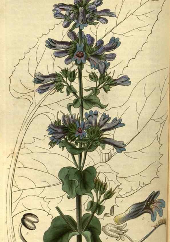 Reproducción/Reproduction 35248358425: Curtis's botanical magazine.. London ; New York [etc.] :Academic Press [etc.]