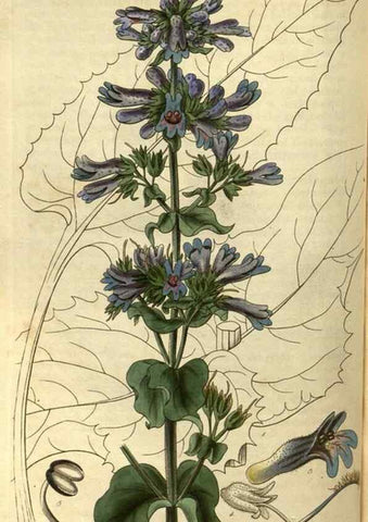 Reproducción/Reproduction 35248358425: Curtis's botanical magazine.. London ; New York [etc.] :Academic Press [etc.]