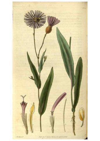 Reproducción/Reproduction 34861383470: Curtis's botanical magazine.. London ; New York [etc.] :Academic Press [etc.]