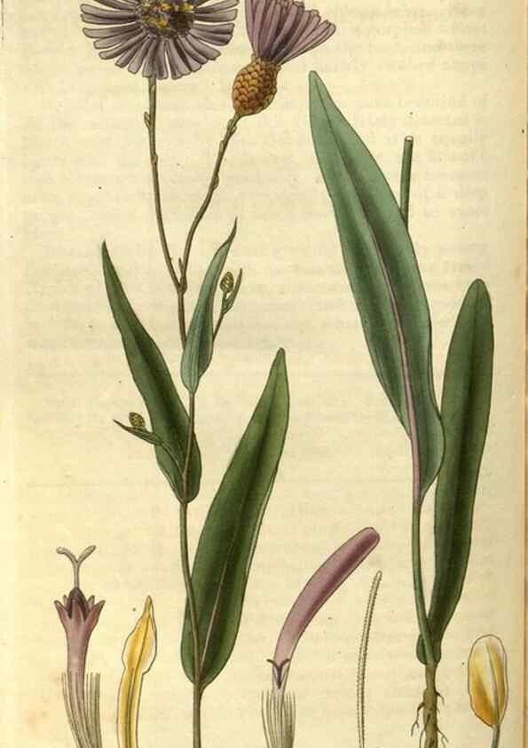 Reproducción/Reproduction 34861383470: Curtis's botanical magazine.. London ; New York [etc.] :Academic Press [etc.]