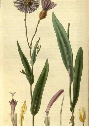 Reproducción/Reproduction 34861383470: Curtis's botanical magazine.. London ; New York [etc.] :Academic Press [etc.]