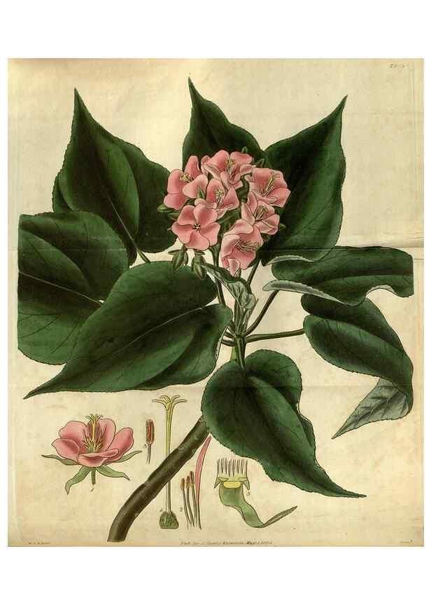 Reproducción/Reproduction 34861385150: Curtis's botanical magazine.. London ; New York [etc.] :Academic Press [etc.]